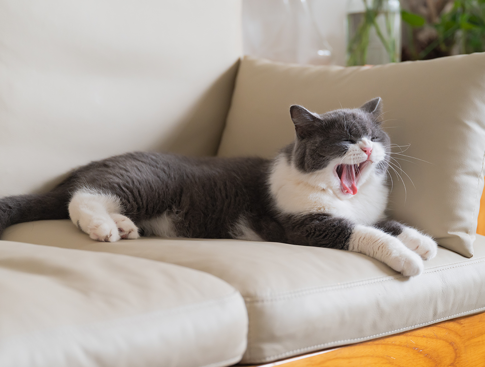 cat couch pee Tile Floor Cleaning