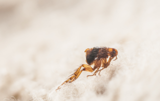 Racine sofa upholstery cleaning