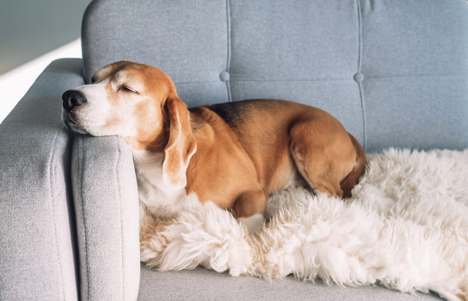 Beagle sleeps on cozy sofa