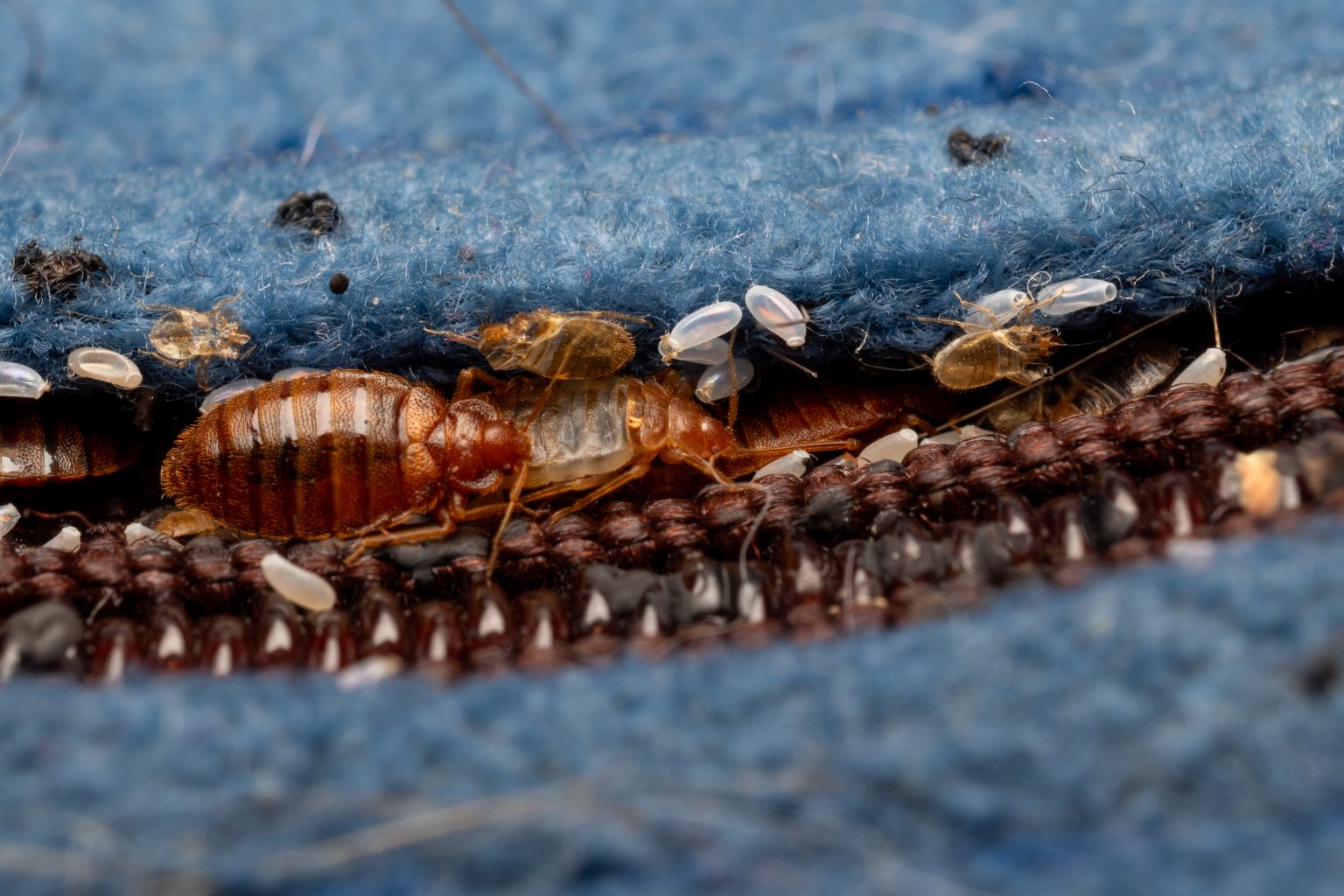 Cimex lectularius – bedbugs in a Matress seam