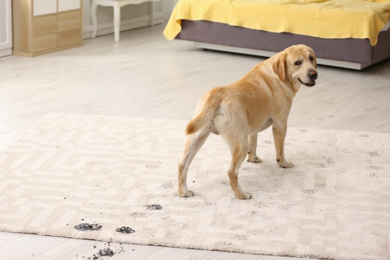 Best Floor Cleaner Service Racine for Pet Odors Marathon Carpet